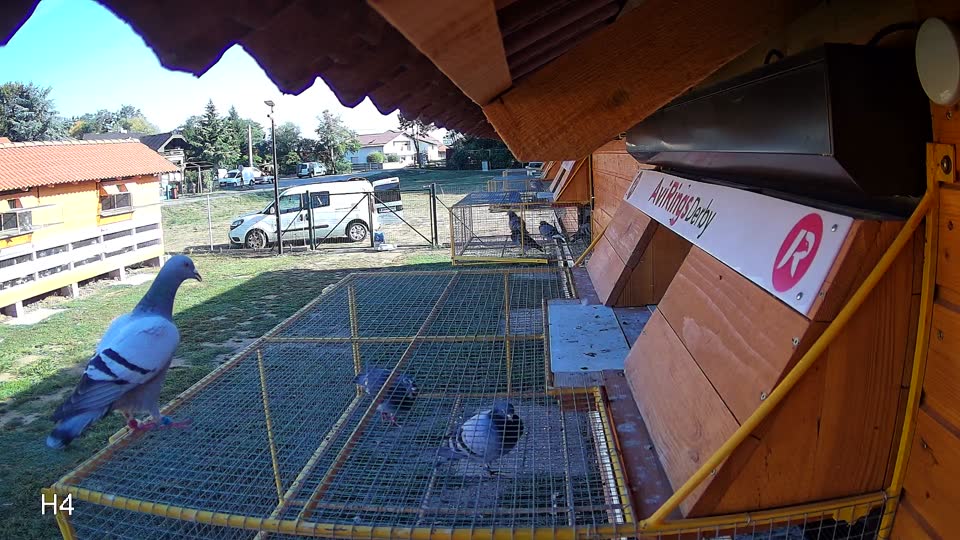 Pigeon Arrival Image For Race Race 5