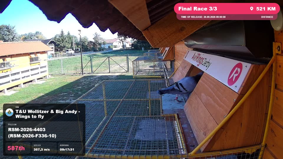 Pigeon Arrival Image For Race Final Race 3/3