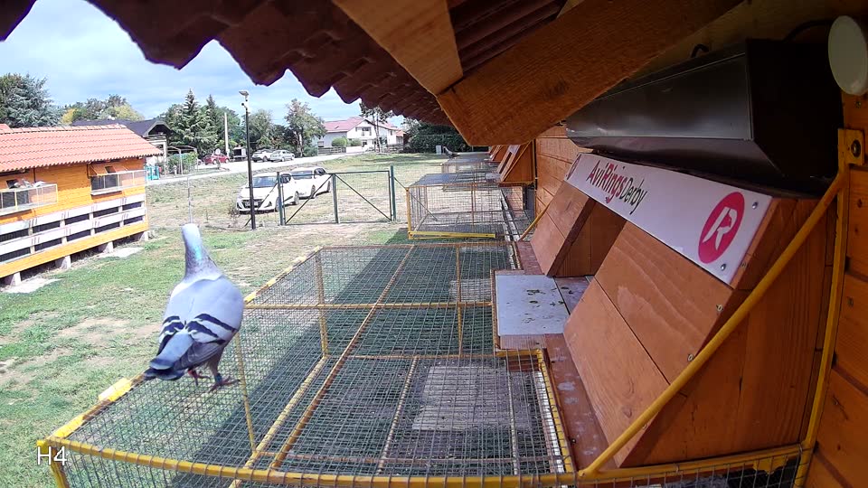 Pigeon Arrival Image For Race Race 4