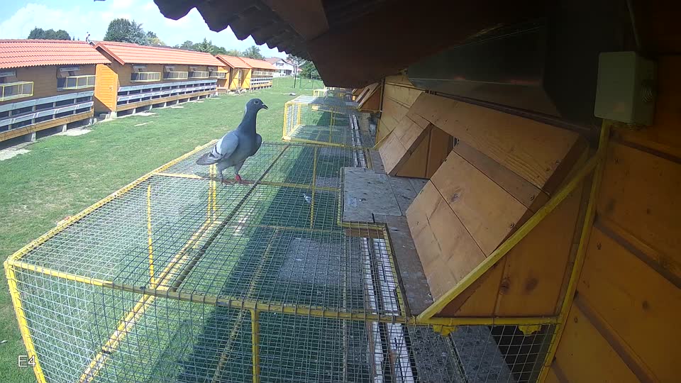 Pigeon Arrival Image For Race Race 6