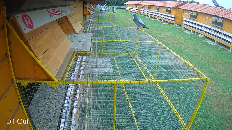 Pigeon Arrival Image For Race Race 3