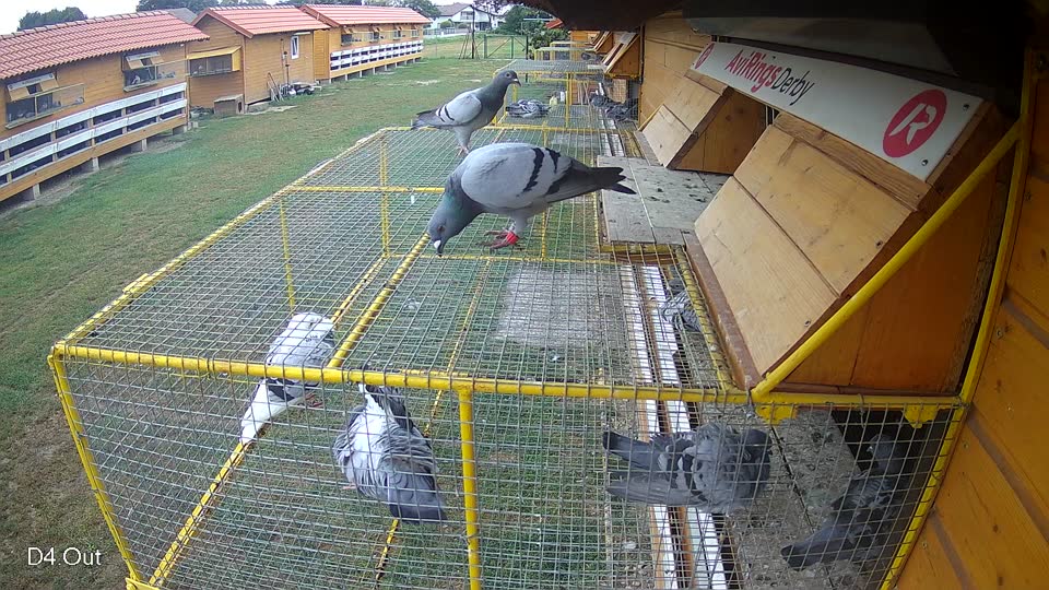 Pigeon Arrival Image For Race Race 4