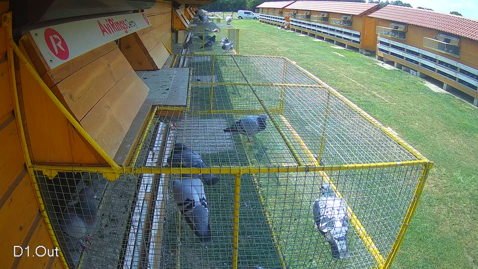 Pigeon Arrival Image For Race Race 4