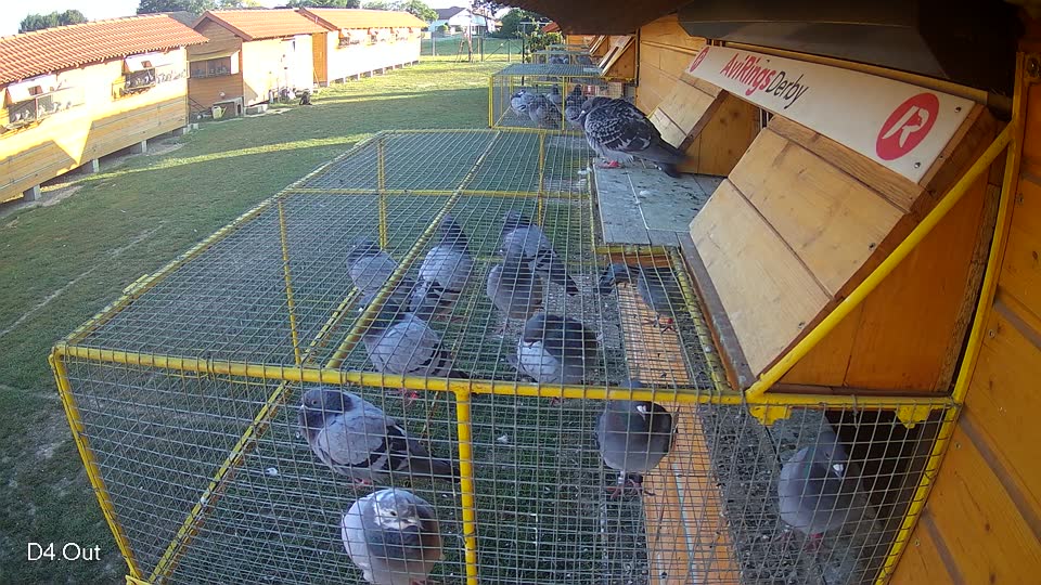 Pigeon Arrival Image For Race Race 5