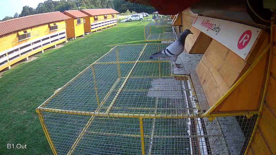 Pigeon Arrival Image For Race Final race 1
