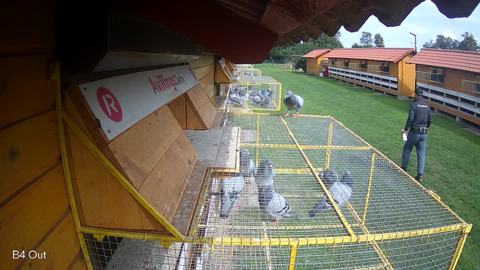 Pigeon Arrival Image For Race Final race 2