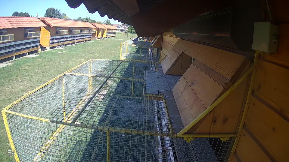 Pigeon Arrival Image For Race Race 5