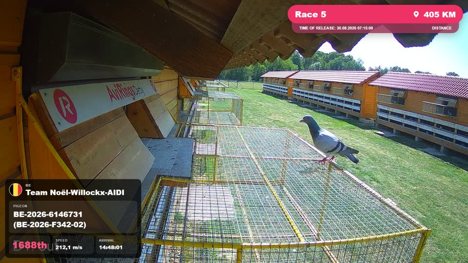 Pigeon Arrival Image For Race Race 5