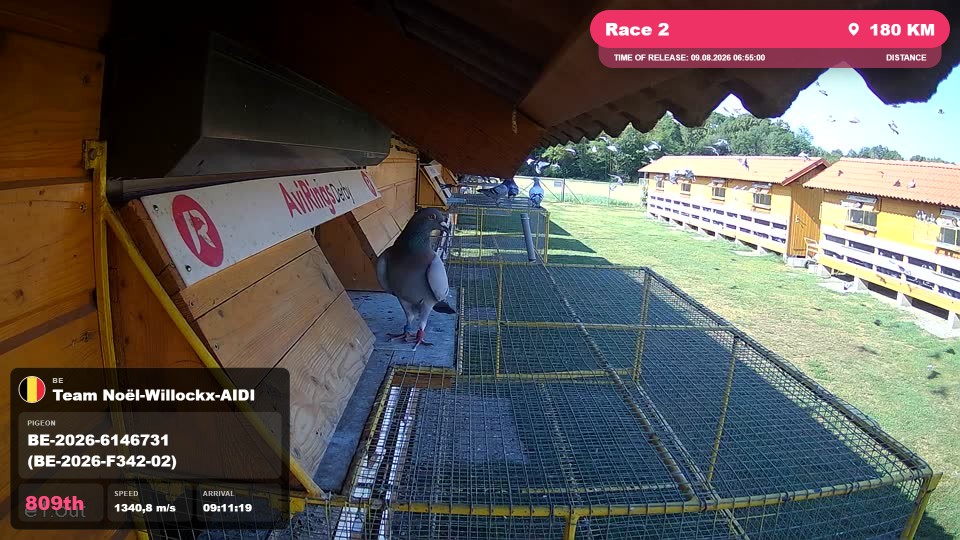 Pigeon Arrival Image For Race Race 2