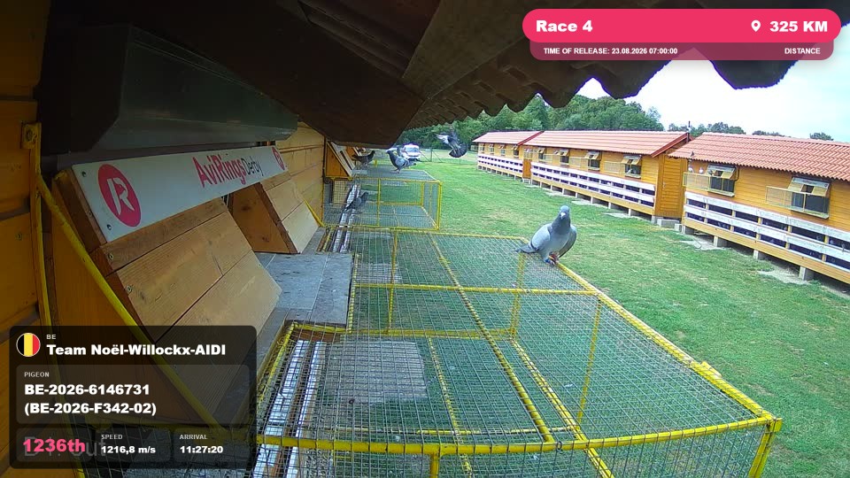 Pigeon Arrival Image For Race Race 4