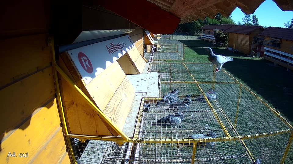 Pigeon Arrival Image For Race Final Race 1/3
