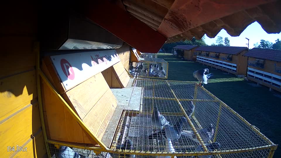 Pigeon Arrival Image For Race Race 4
