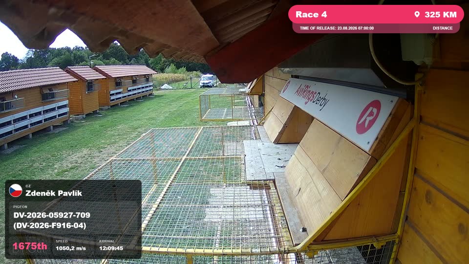 Pigeon Arrival Image For Race Race 4