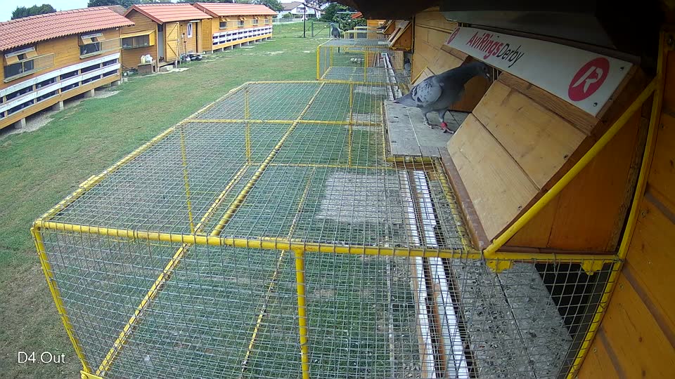 Pigeon Arrival Image For Race Race 3