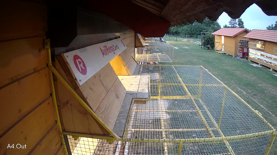 Pigeon Arrival Image For Race Race 4