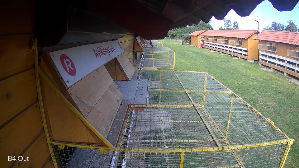 Pigeon Arrival Image For Race Final race 3