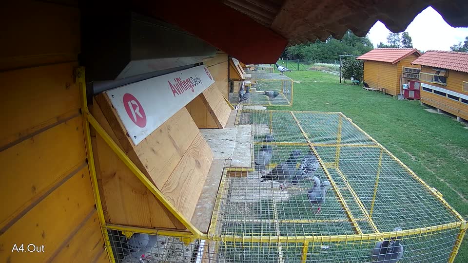 Pigeon Arrival Image For Race Final race 1