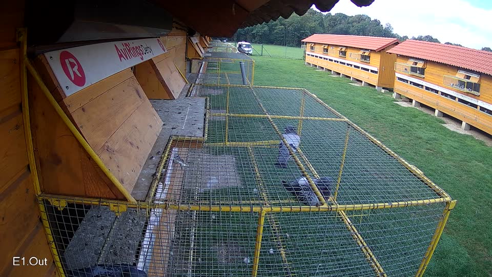 Pigeon Arrival Image For Race Final race 1