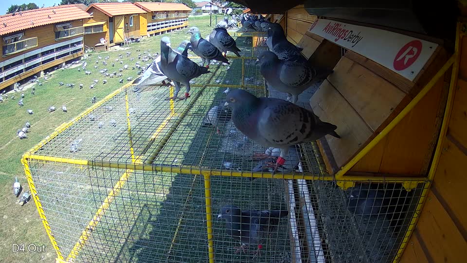Pigeon Arrival Image For Race Race 3