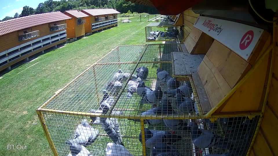 Pigeon Arrival Image For Race Race 2