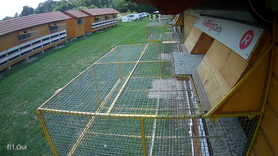 Pigeon Arrival Image For Race Race 6