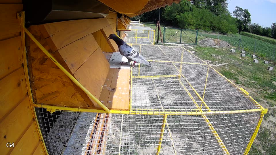 Pigeon Arrival Image For Race Race 4