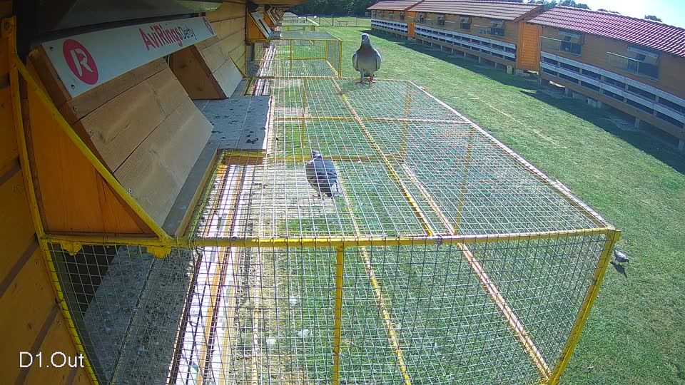 Pigeon Arrival Image For Race Race 5
