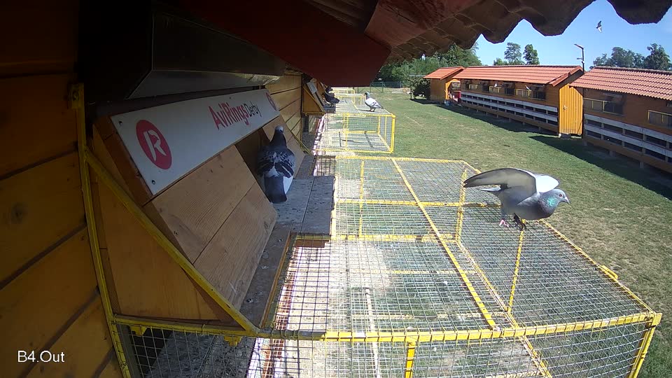 Pigeon Arrival Image For Race Race 5