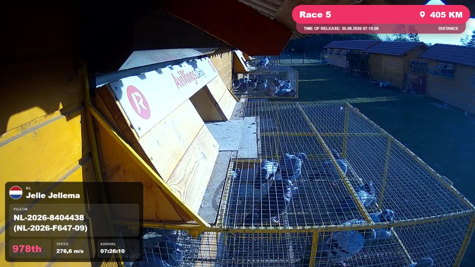 Pigeon Arrival Image For Race Race 5