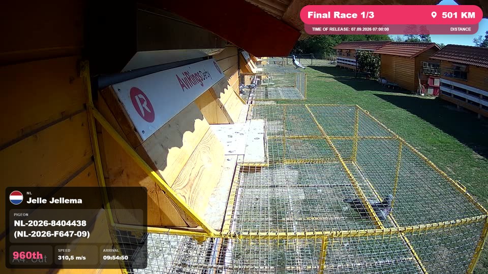 Pigeon Arrival Image For Race Final Race 1/3