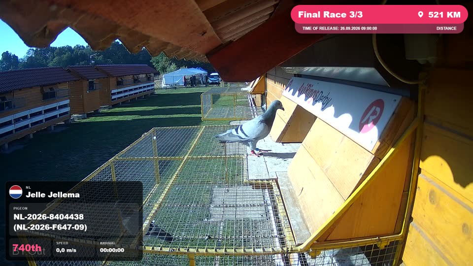 Pigeon Arrival Image For Race Final Race 3/3