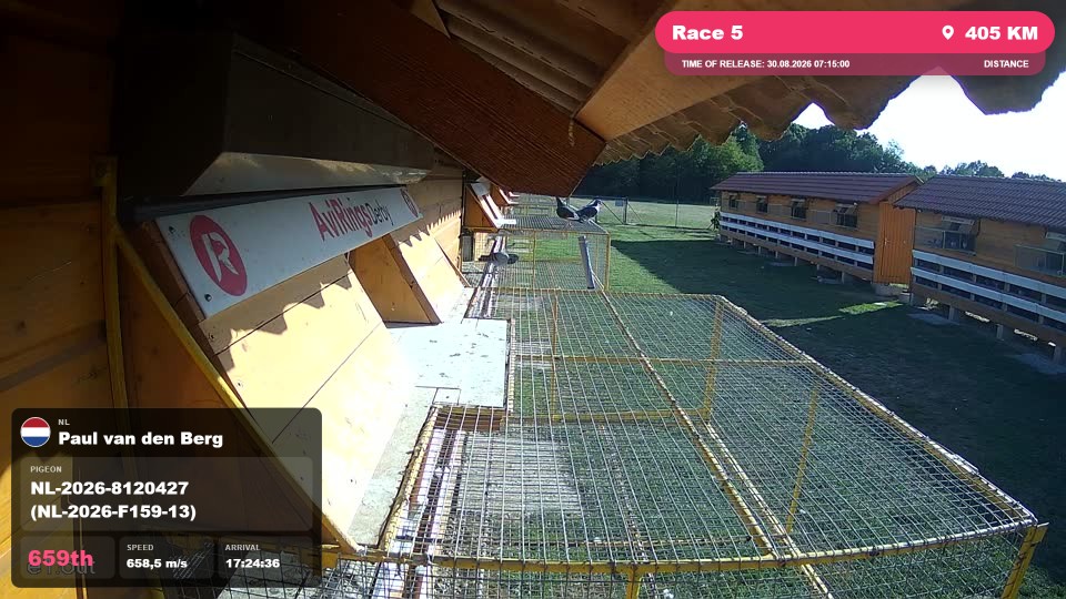 Pigeon Arrival Image For Race Race 5