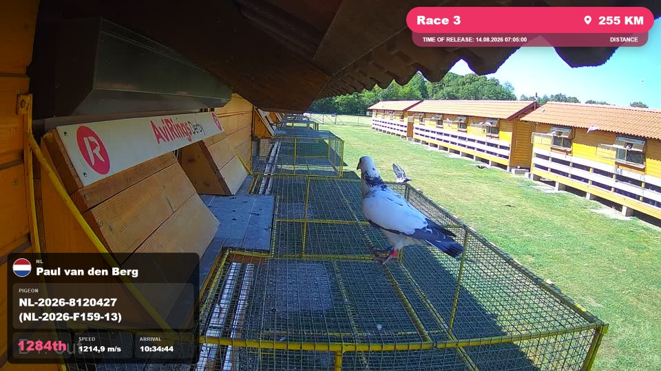 Pigeon Arrival Image For Race Race 3