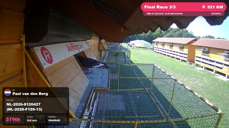 Pigeon Arrival Image For Race Final Race 3/3