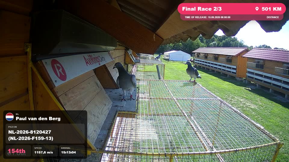 Pigeon Arrival Image For Race Final Race 2/3