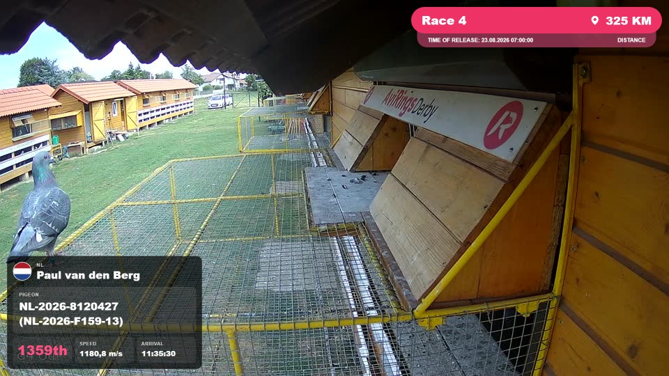 Pigeon Arrival Image For Race Race 4