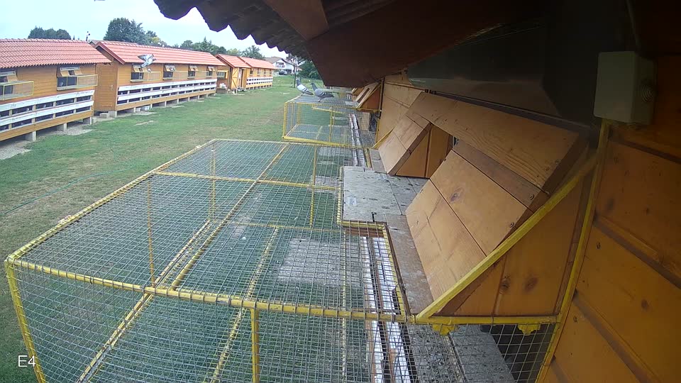 Pigeon Arrival Image For Race Race 3