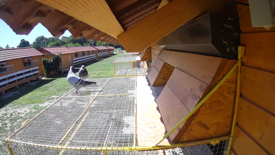 Pigeon Arrival Image For Race Race 3