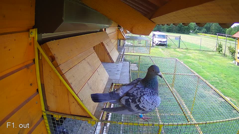 Pigeon Arrival Image For Race Race 4