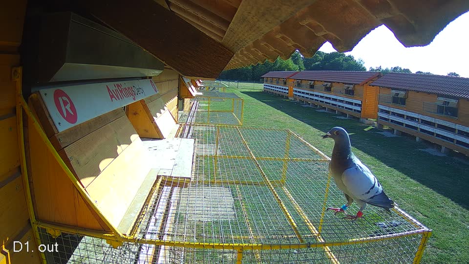 Pigeon Arrival Image For Race Race 5