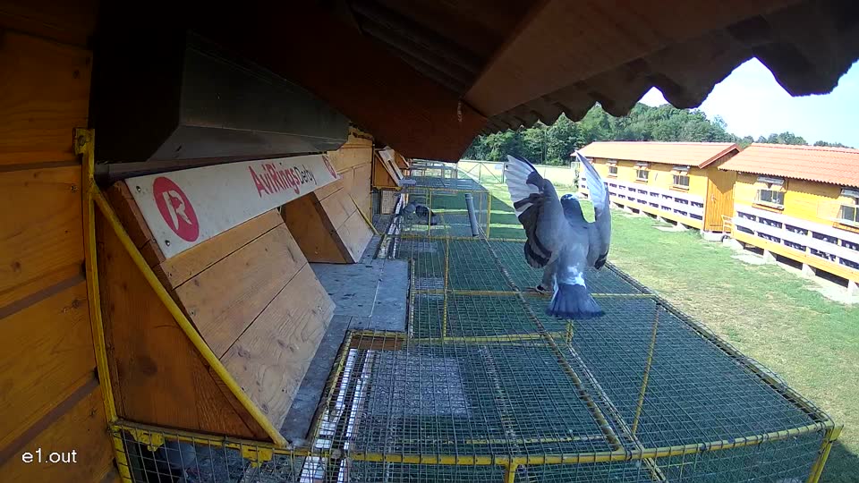 Pigeon Arrival Image For Race Race 1