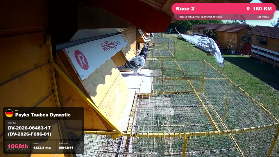Pigeon Arrival Image For Race Race 2