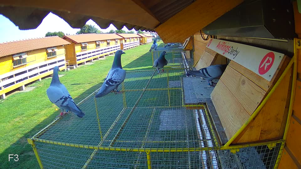 Pigeon Arrival Image For Race Race 1