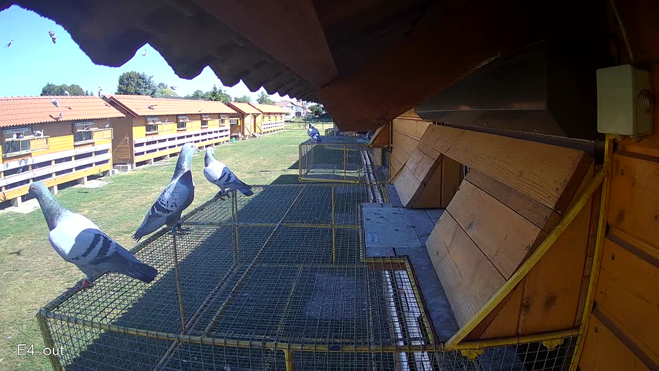 Pigeon Arrival Image For Race Race 3