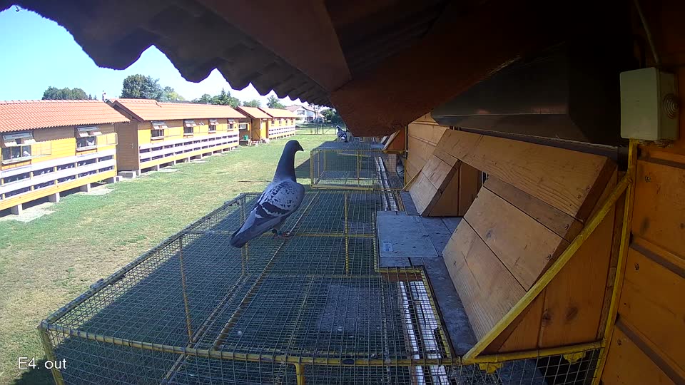 Pigeon Arrival Image For Race Race 2