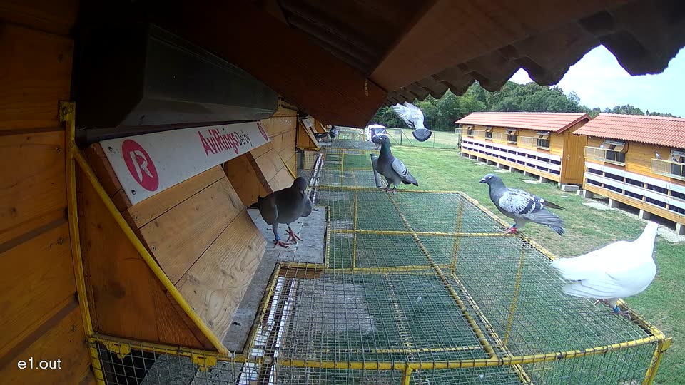 Pigeon Arrival Image For Race Race 4