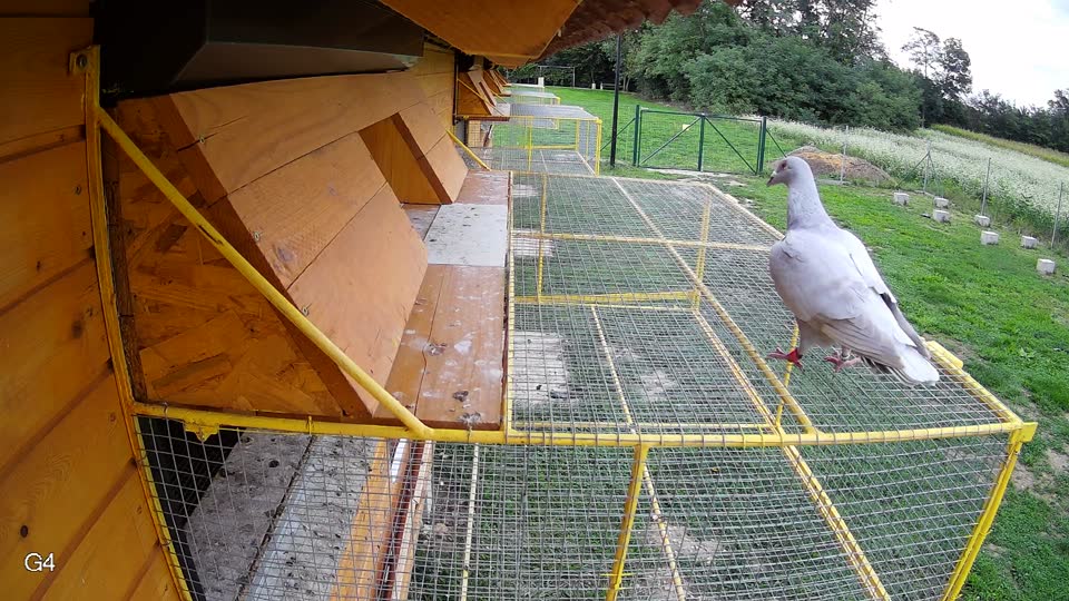 Pigeon Arrival Image For Race Final race 1