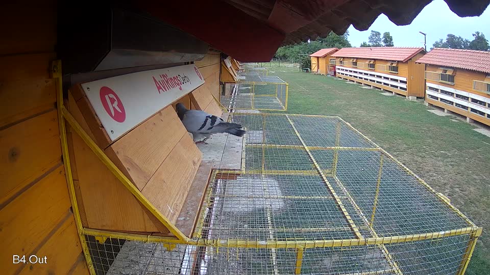 Pigeon Arrival Image For Race Race 4
