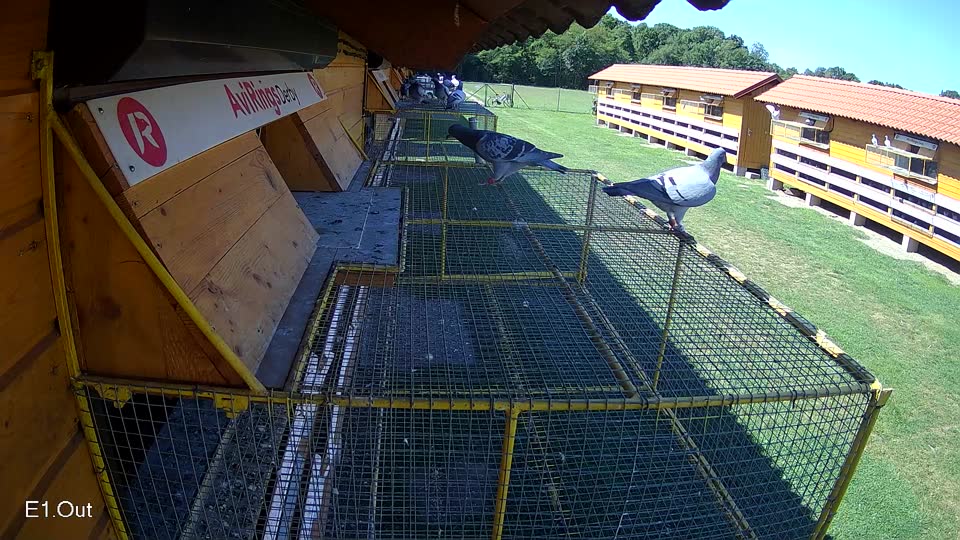 Pigeon Arrival Image For Race Race 2