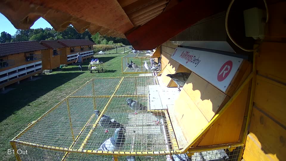 Pigeon Arrival Image For Race Race 5
